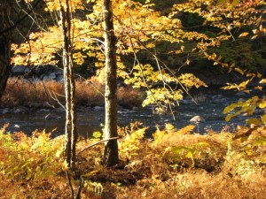 backlit_streamside