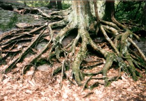 fangorn tree 001