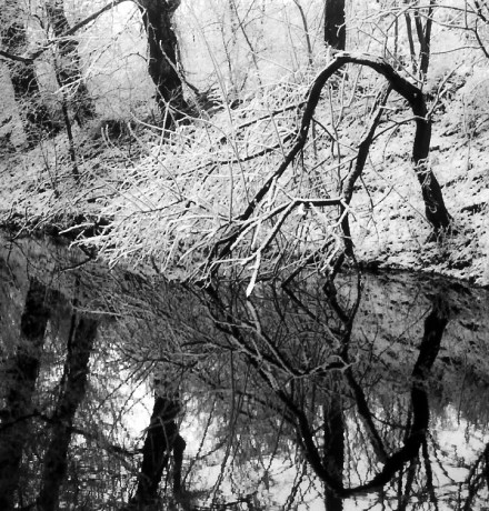 A tree drinks in winter