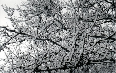 Decidedly not roasted chestnuts