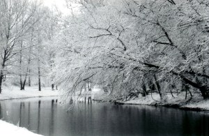Trees over canal